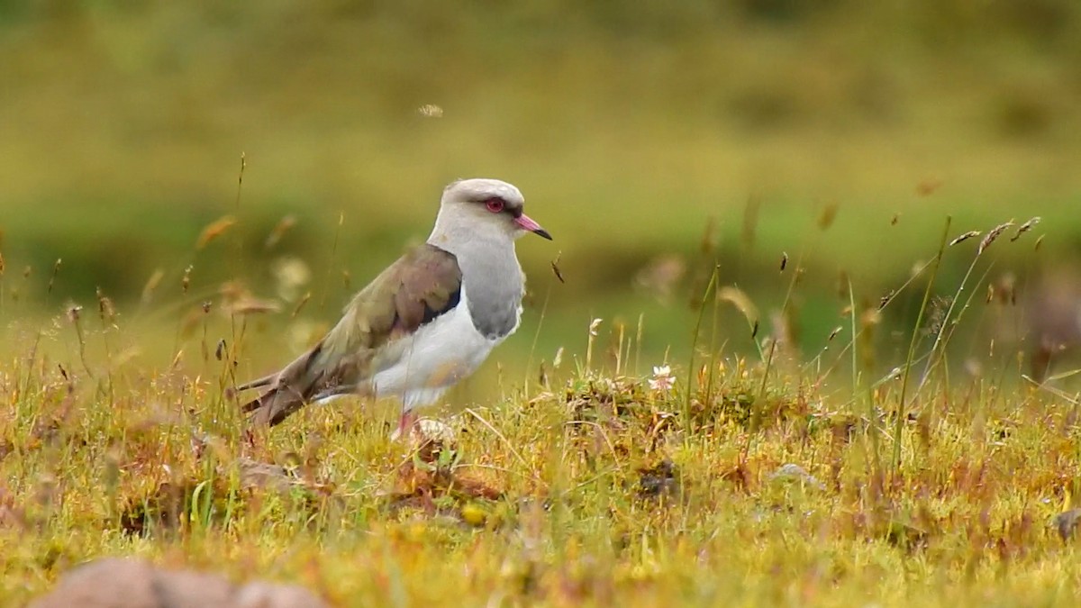 Andean Lapwing - ML362203351