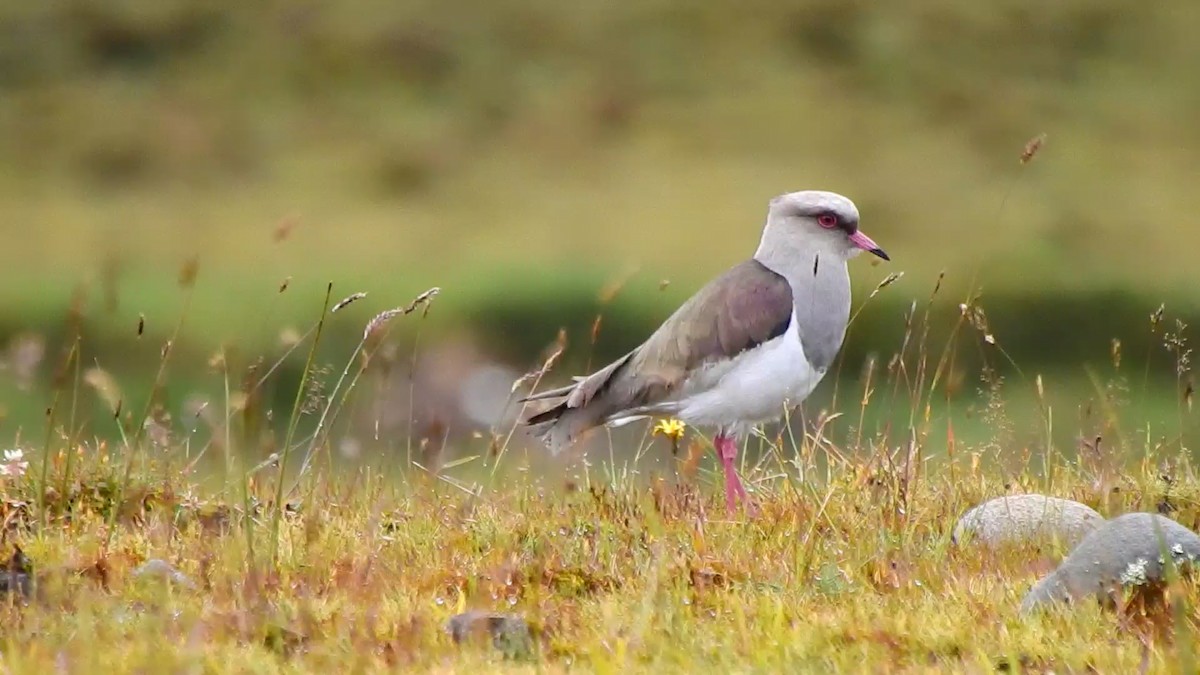 Andean Lapwing - ML362203481