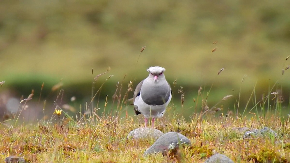 Andean Lapwing - ML362203491