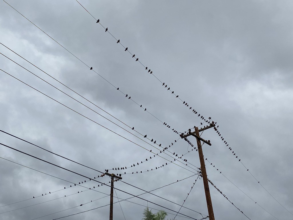 European Starling - ML362204611