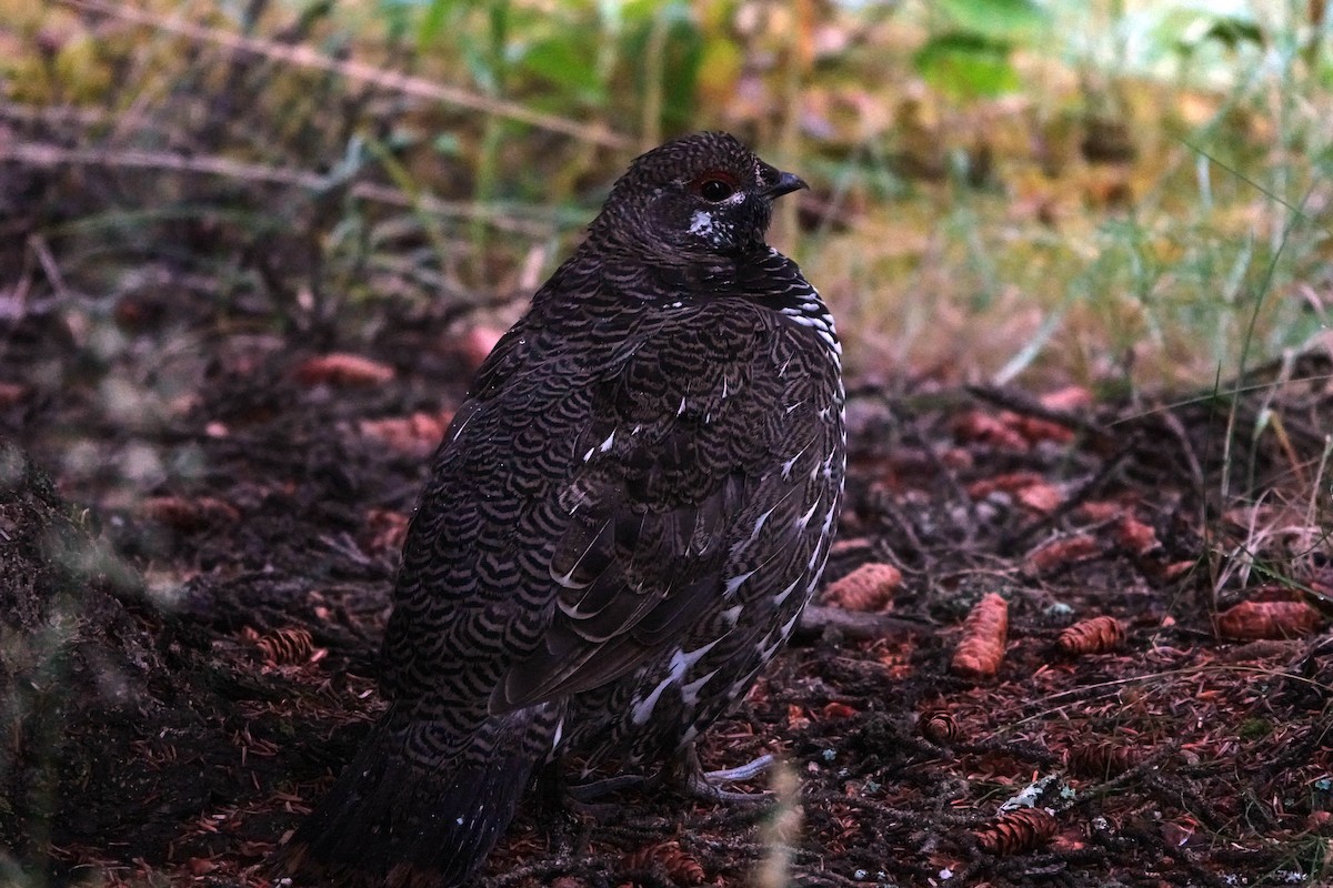 Spruce Grouse - ML362206231