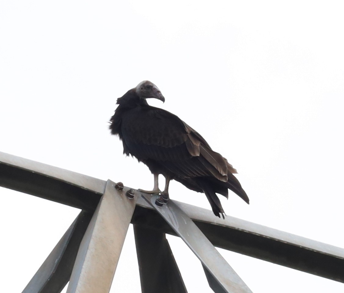 Black Vulture - ML362207701