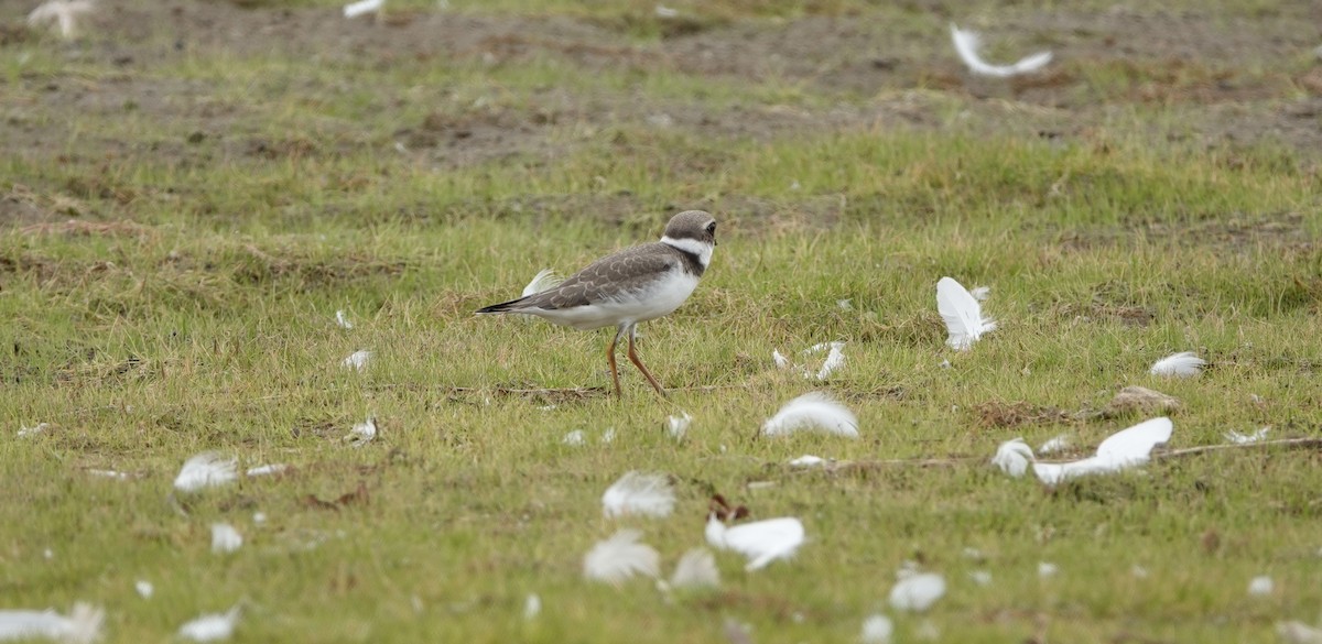 Semipalmated Plover - ML362208981