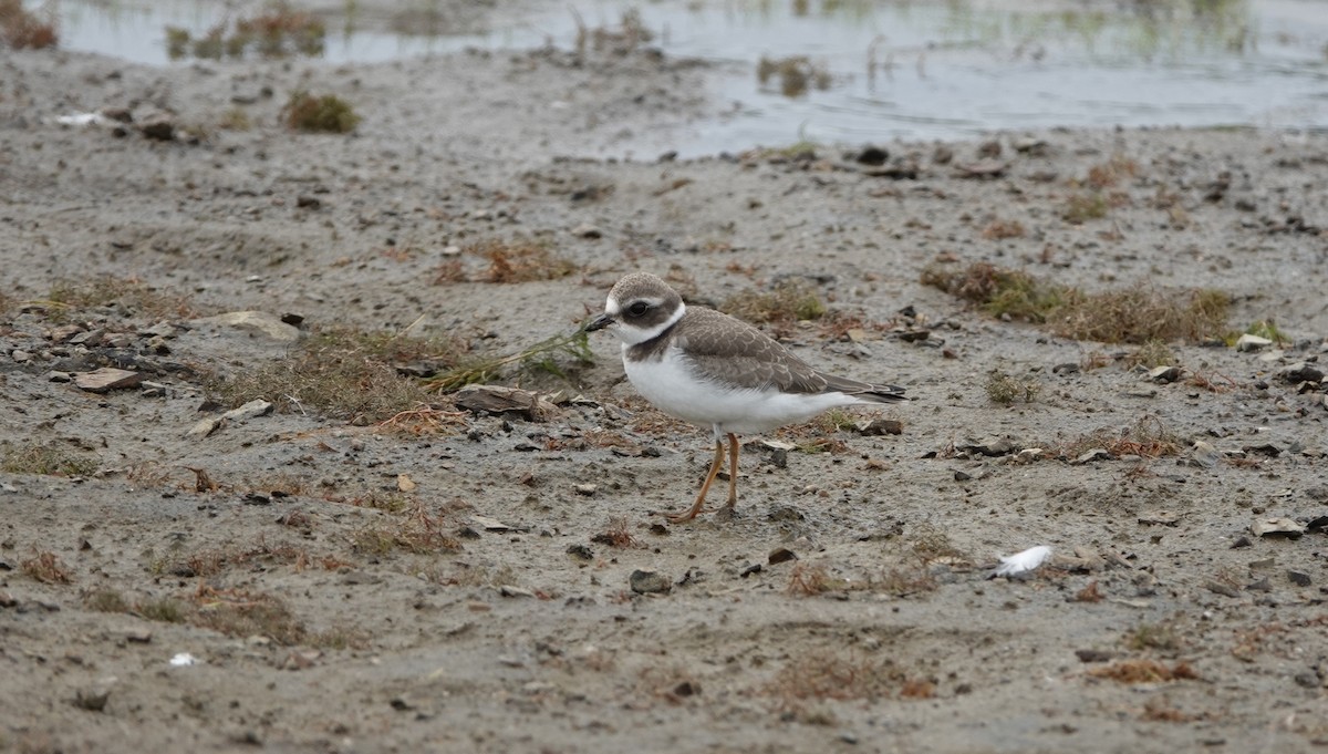 Semipalmated Plover - ML362209091