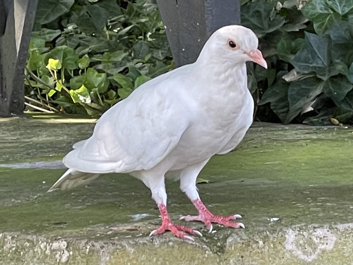 Rock Pigeon (Feral Pigeon) - ML362209181
