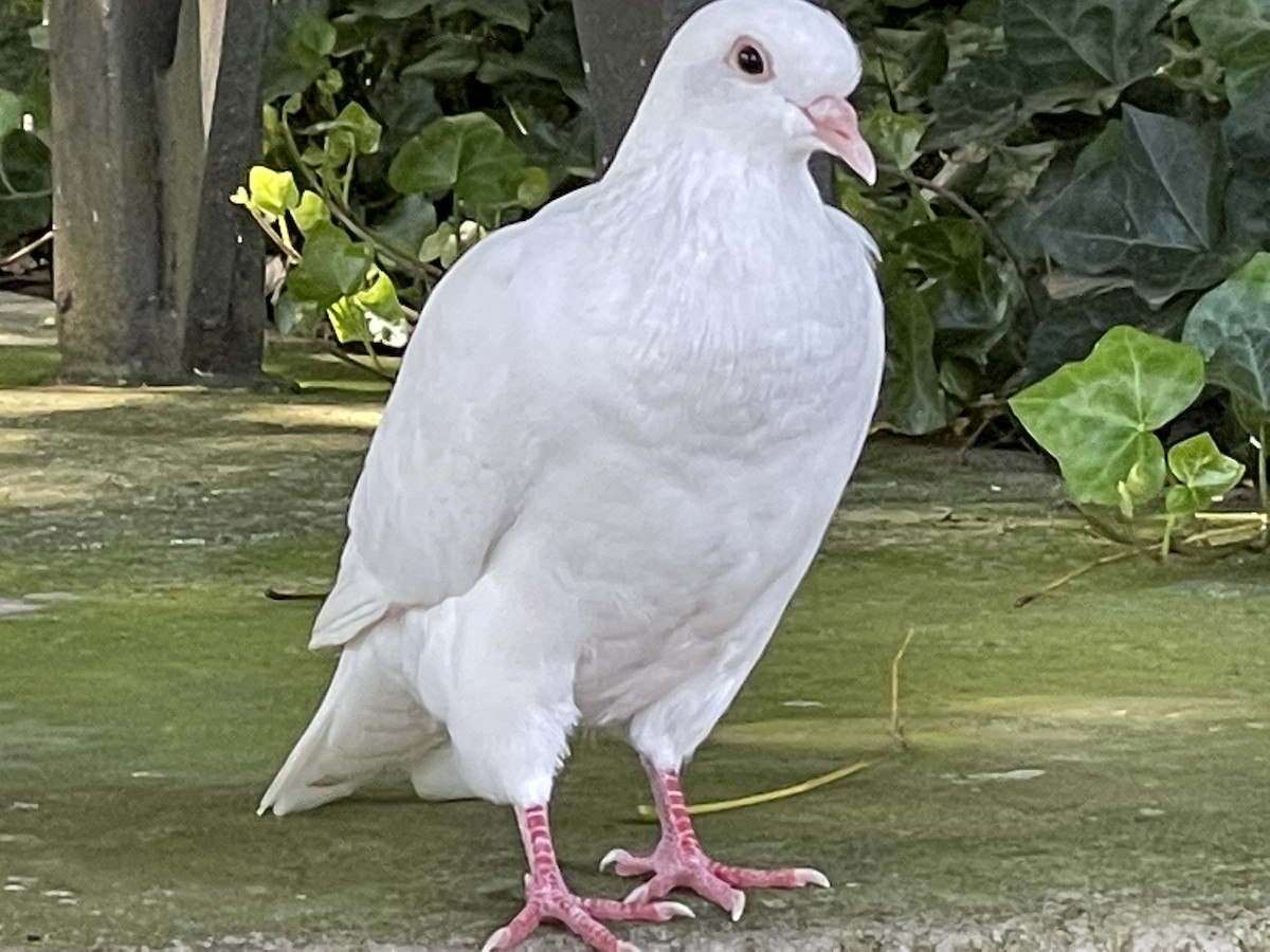 Rock Pigeon (Feral Pigeon) - ML362209191