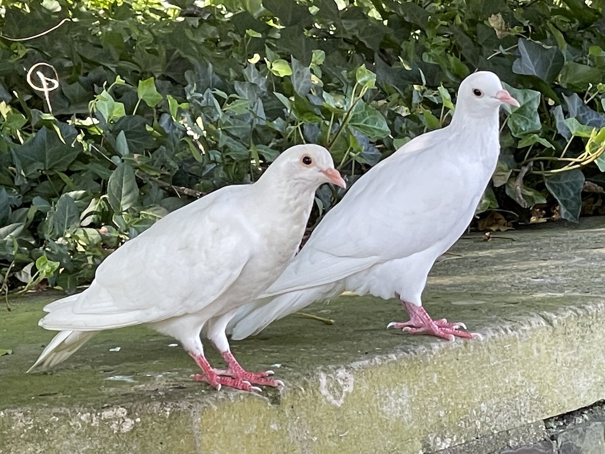 Rock Pigeon (Feral Pigeon) - ML362209221