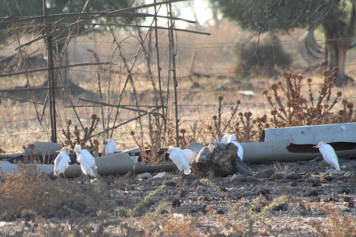 Western Cattle Egret - ML362209831