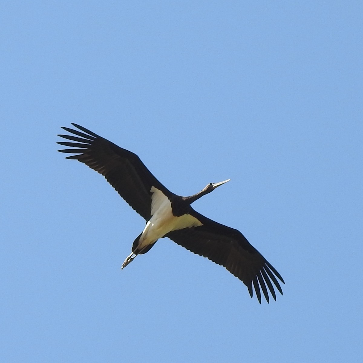 Black Stork - ML362209981
