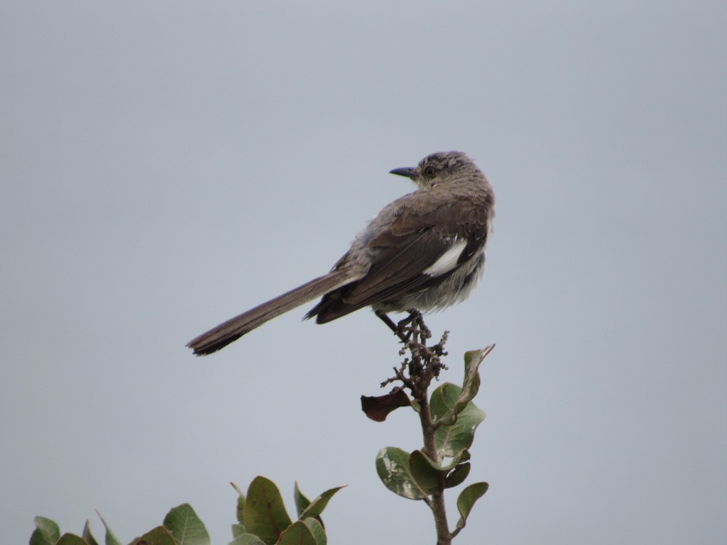 Northern Mockingbird - ML362210901