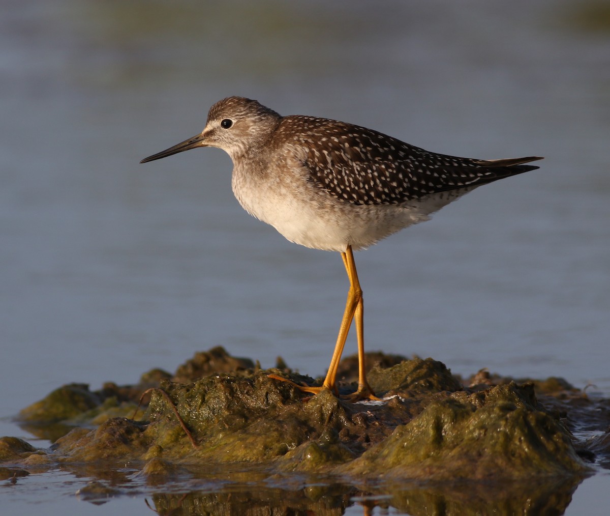 Lesser Yellowlegs - Dan Burton