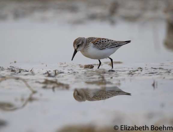 Western Sandpiper - ML362212811