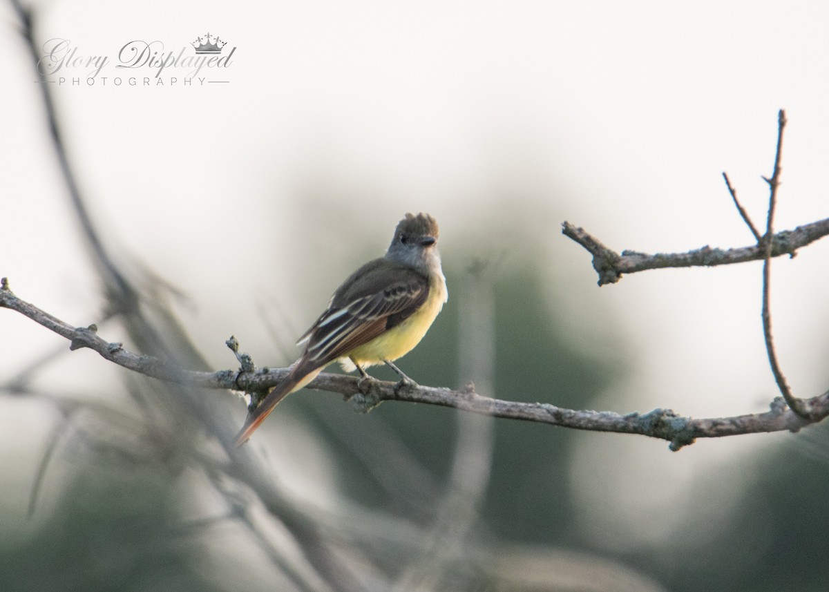 Great Crested Flycatcher - ML362213441