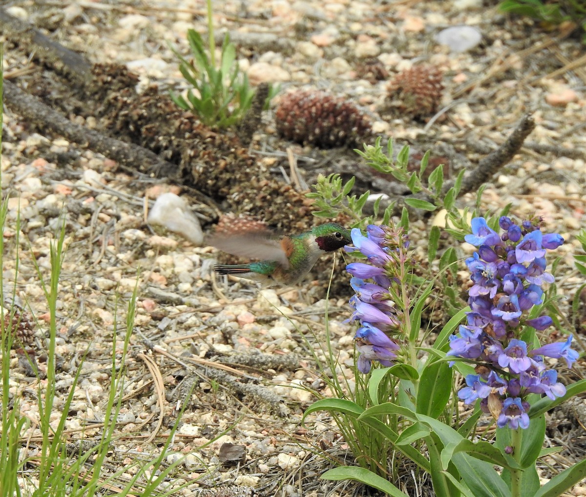 Broad-tailed Hummingbird - ML362213541