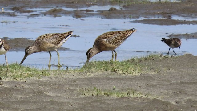 kortnebbekkasinsnipe - ML362214261