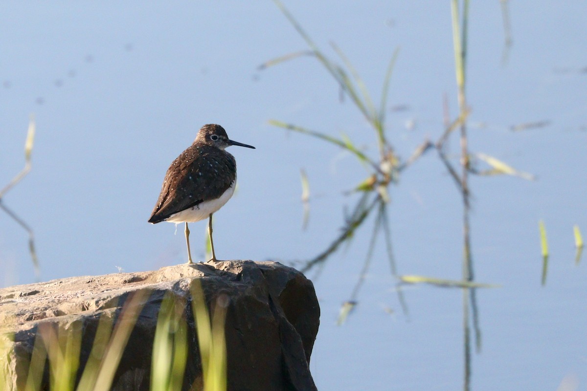 Solitary Sandpiper - ML362214801