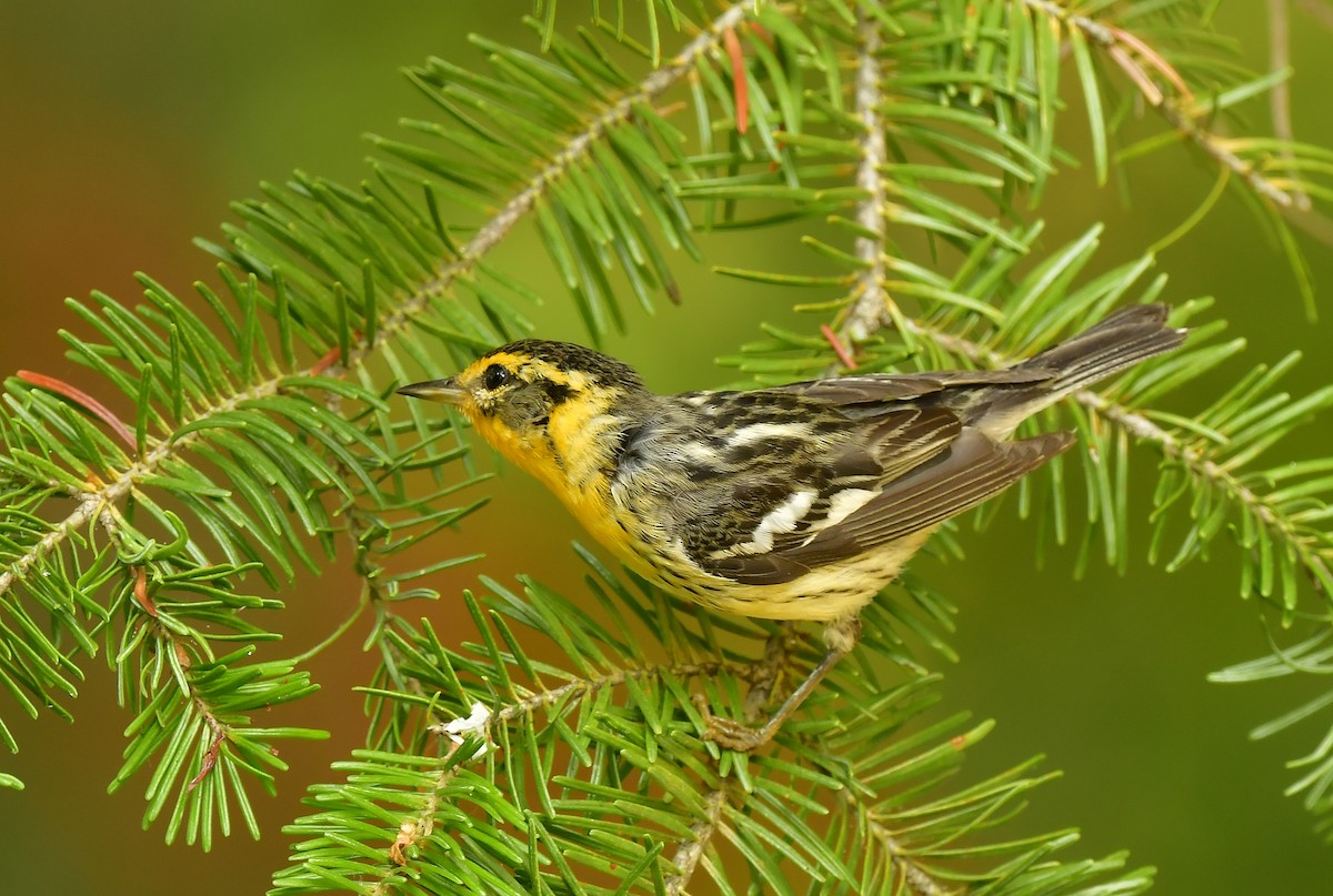 hemlokkparula - ML362215371