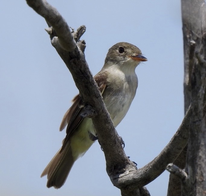 Willow Flycatcher - ML362215681