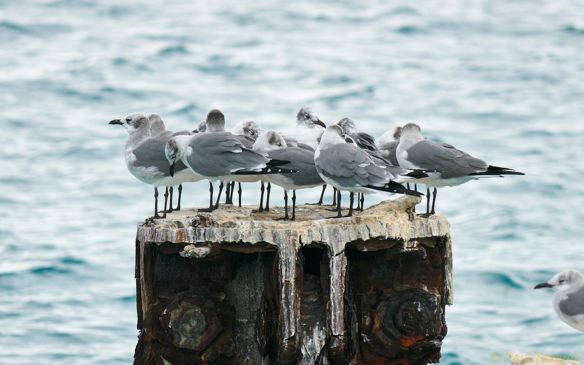 Laughing Gull - ML36221631