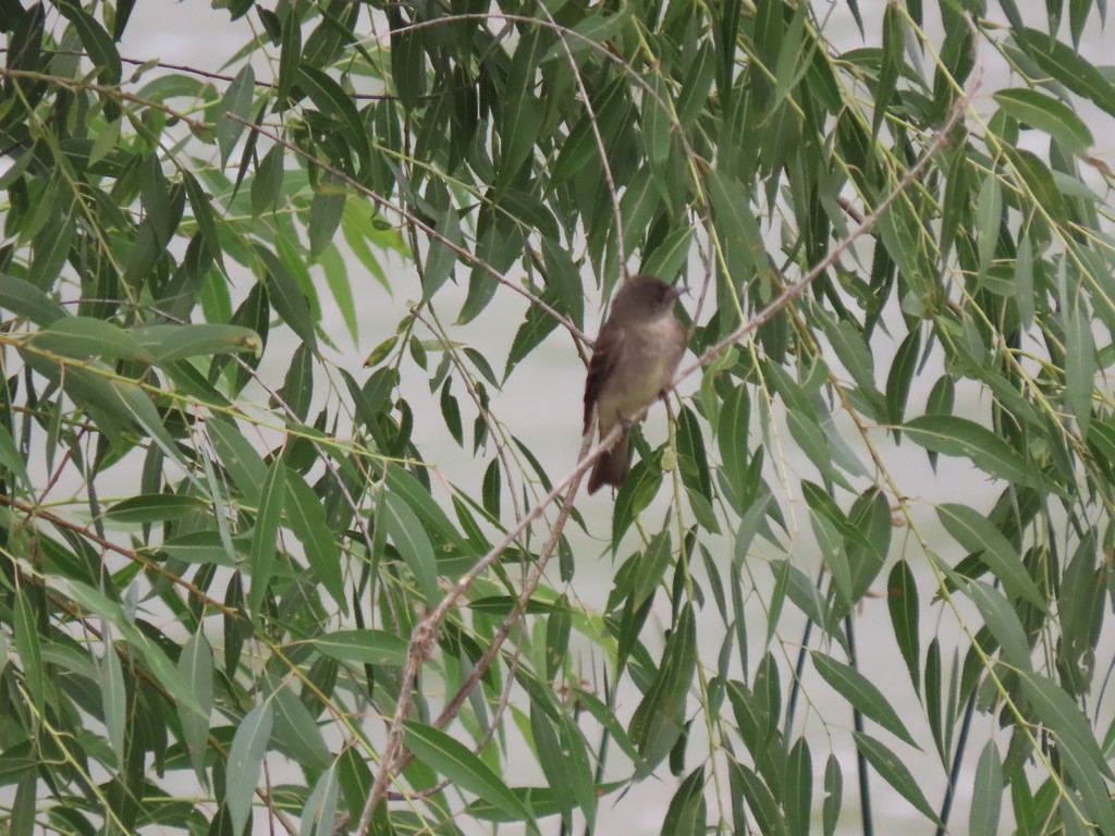 Western Wood-Pewee - ML362216441