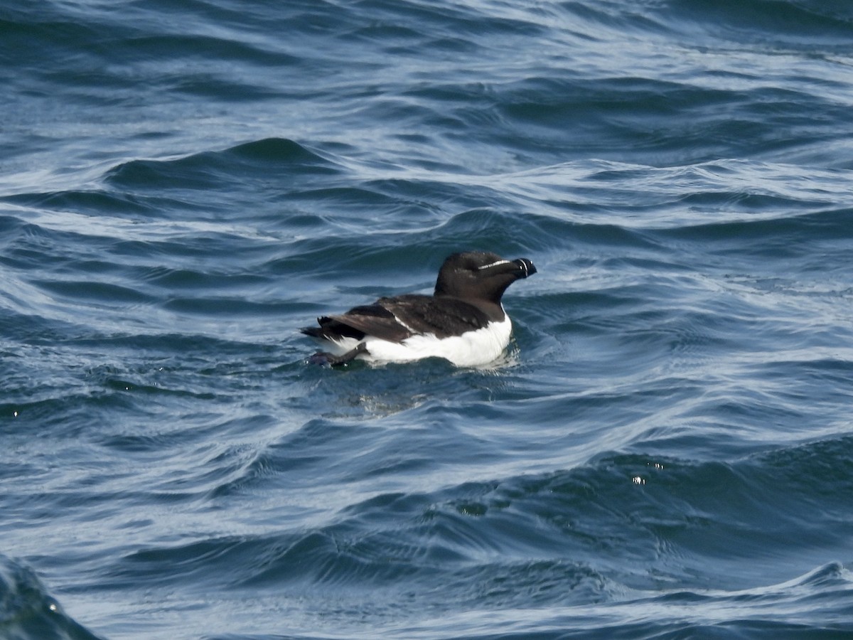 Гагарка мала - ML362216701