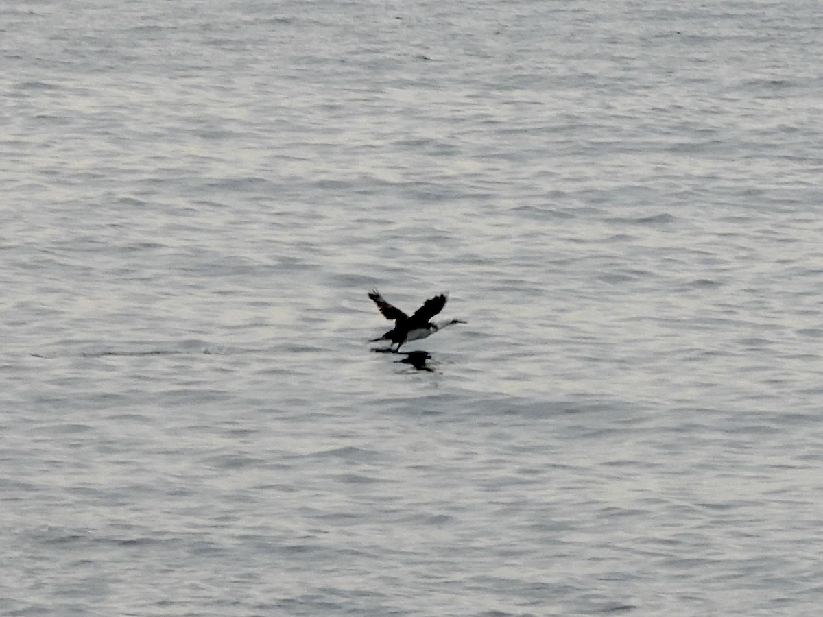 Northern Gannet - ML362217751