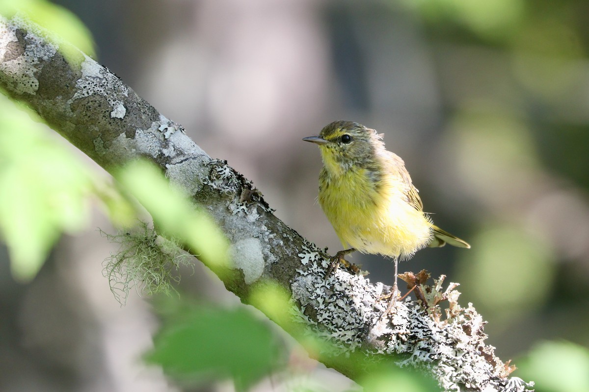 Palm Warbler (Yellow) - ML362217921