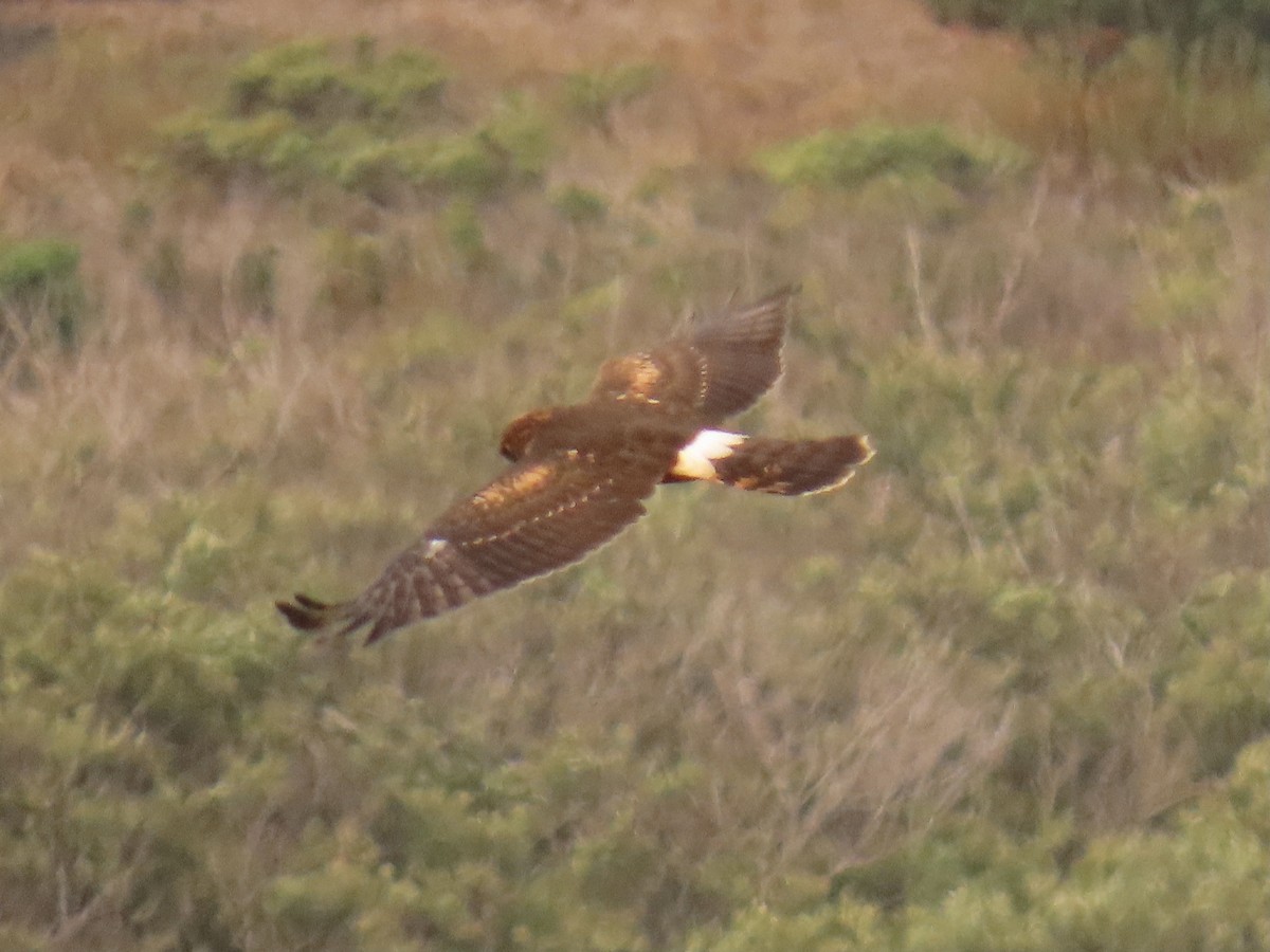 Northern Harrier - ML362218301