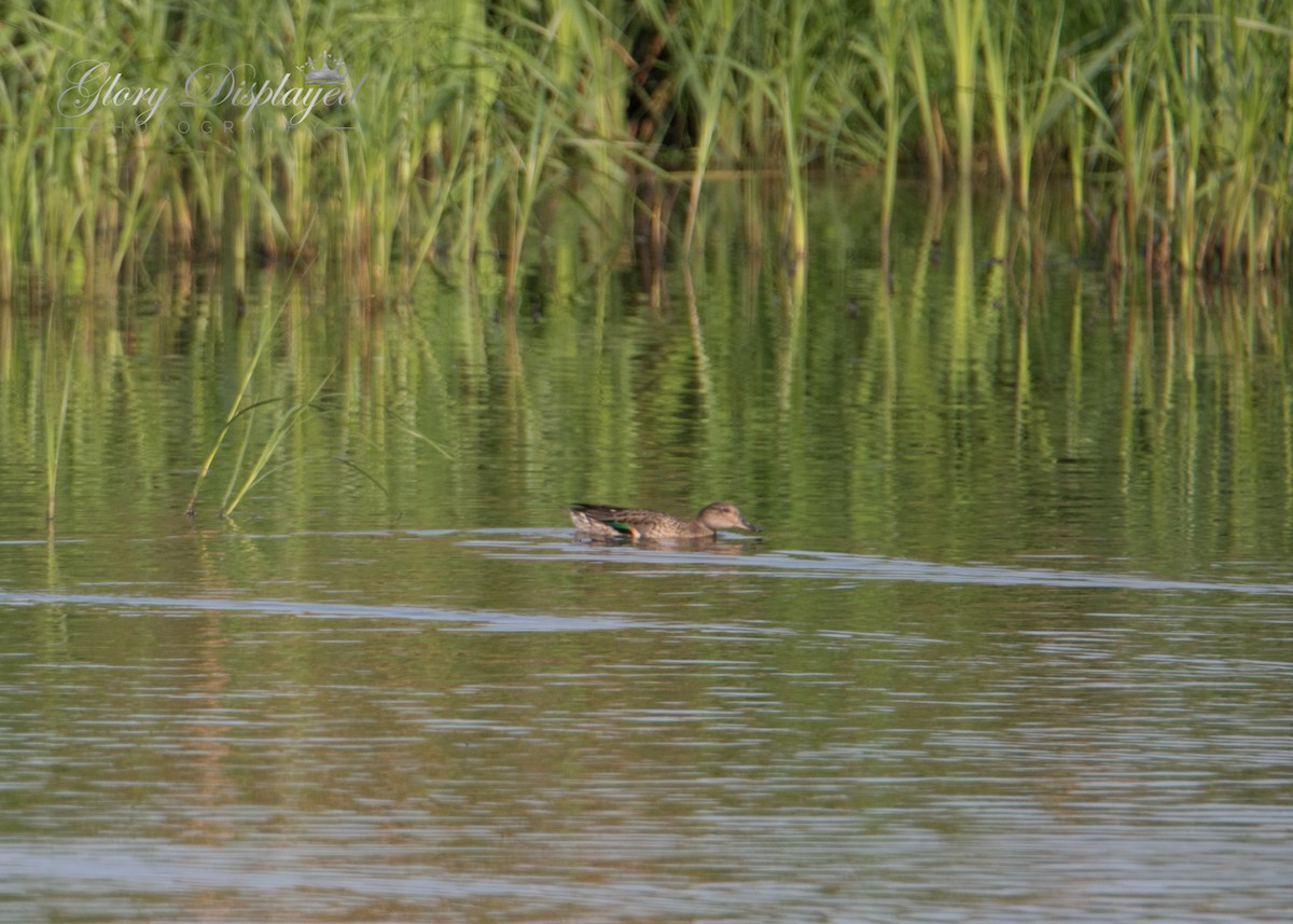 Green-winged Teal - ML362218471