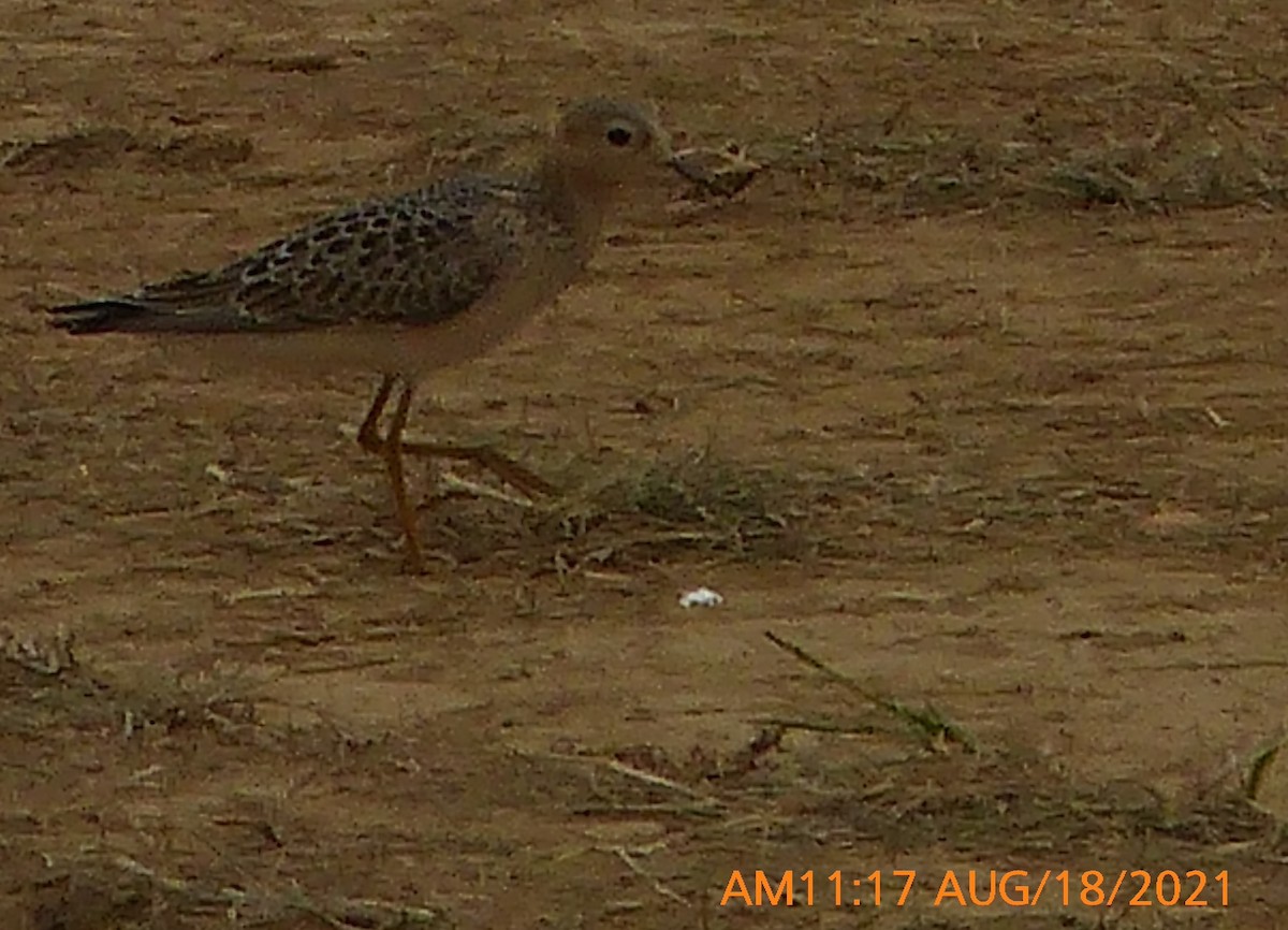 Buff-breasted Sandpiper - ML362219361