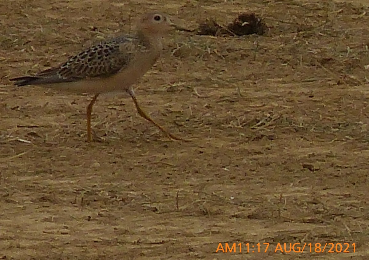 Buff-breasted Sandpiper - ML362219371