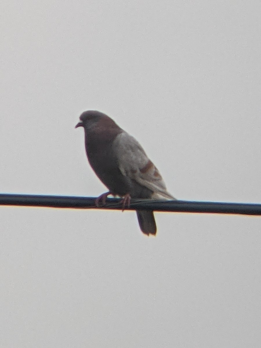 Rock Pigeon (Feral Pigeon) - ML362219411