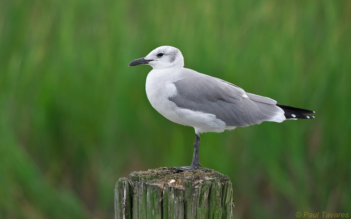 Mouette atricille - ML36222001