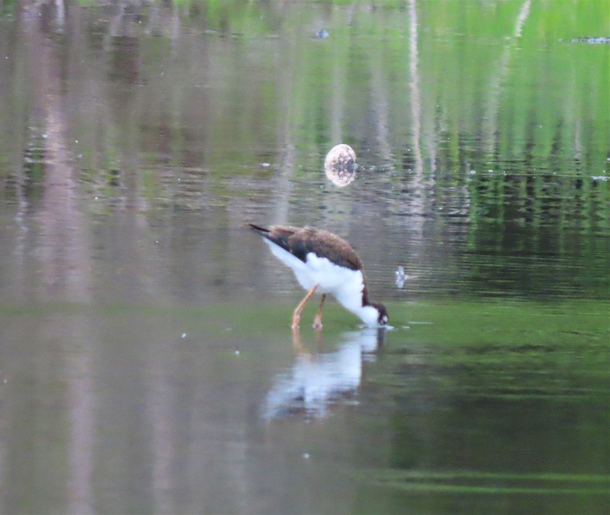 Black-necked Stilt - ML362220801