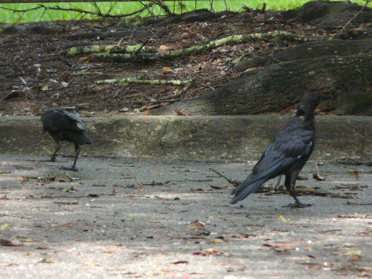 American Crow - ML362221361