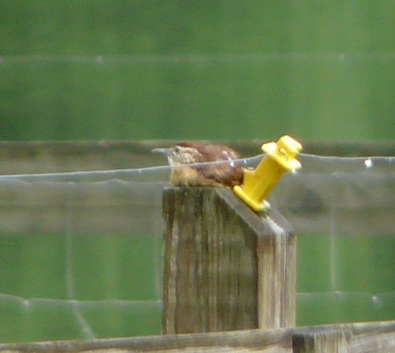 Carolina Wren - Sean McCool