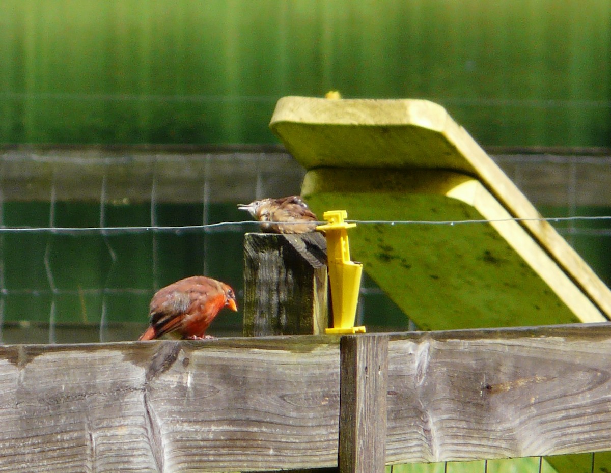 Carolina Wren - ML362221431