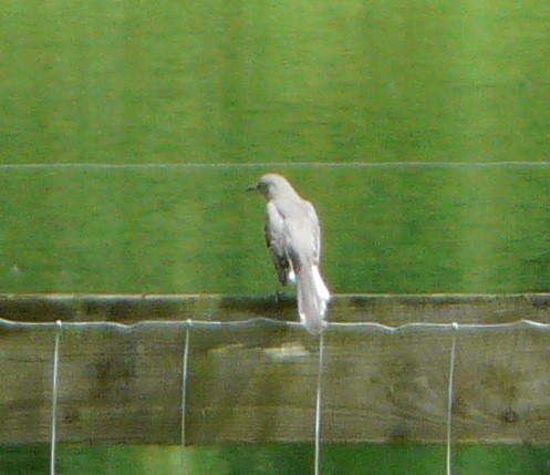 Northern Mockingbird - Sean McCool