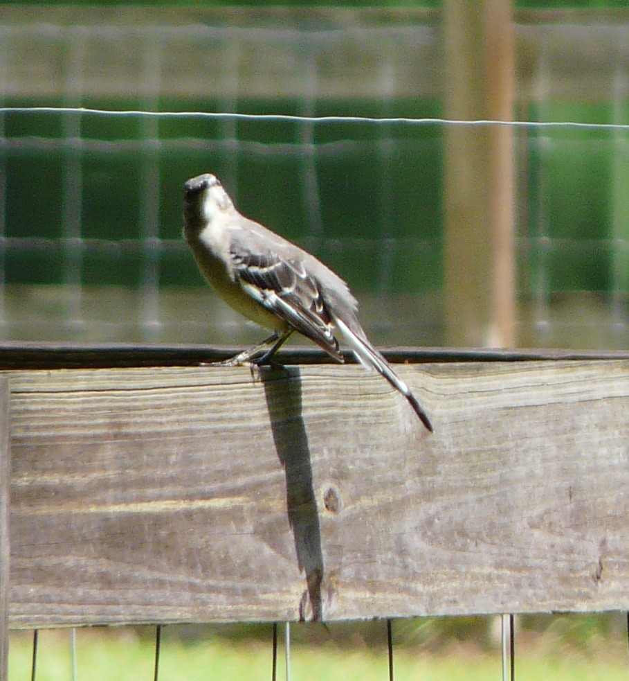 Northern Mockingbird - Sean McCool