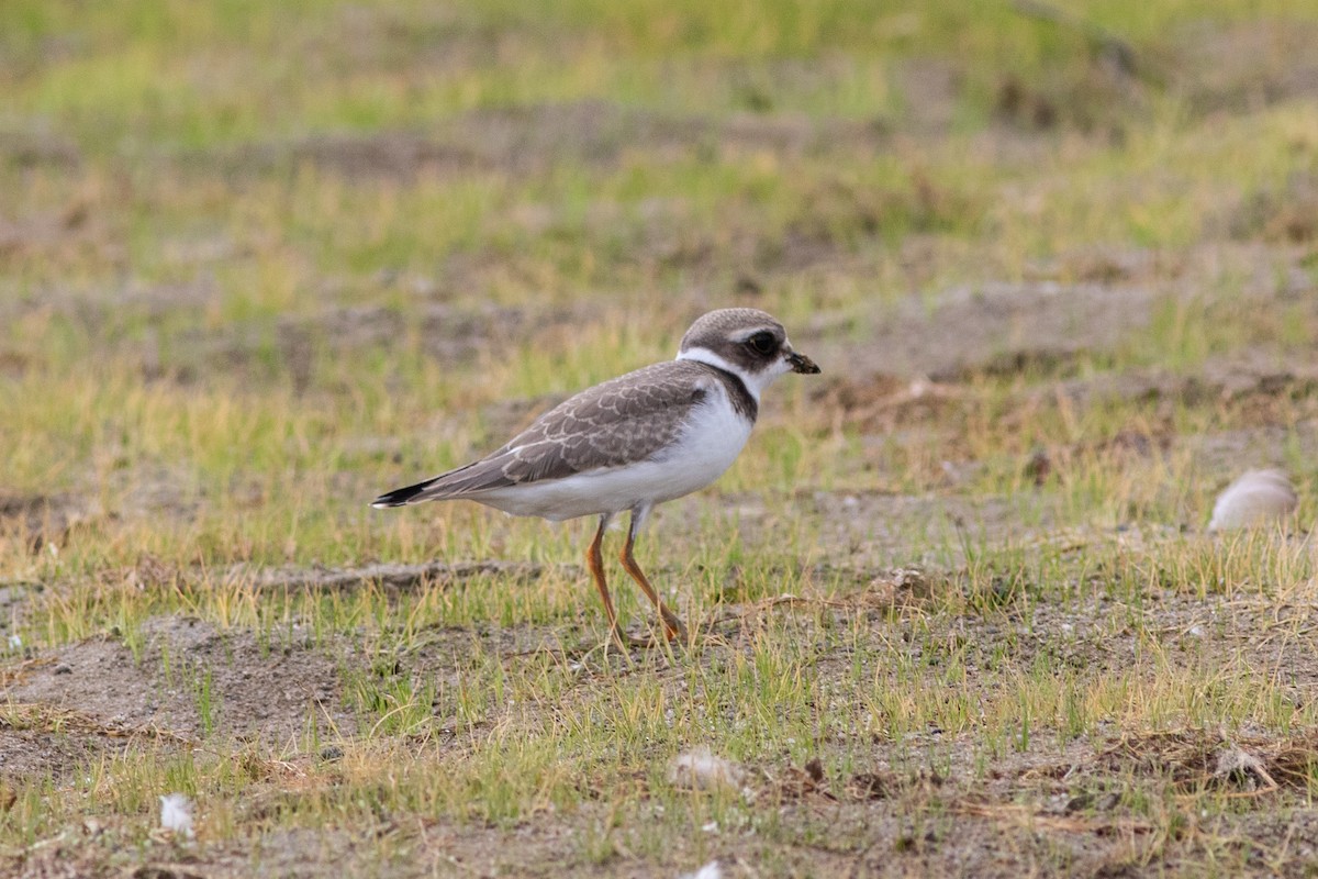 Semipalmated Plover - ML362224801