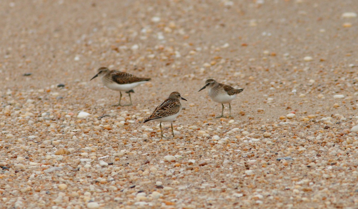 Least Sandpiper - ML362228211