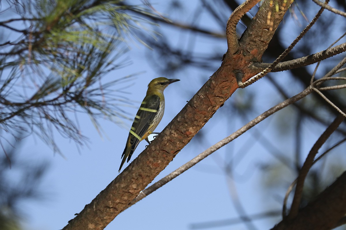 Eurasian Golden Oriole - ML362228311