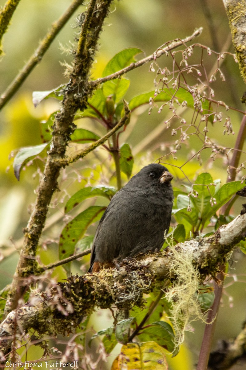 Paramo Seedeater - Christiana Fattorelli