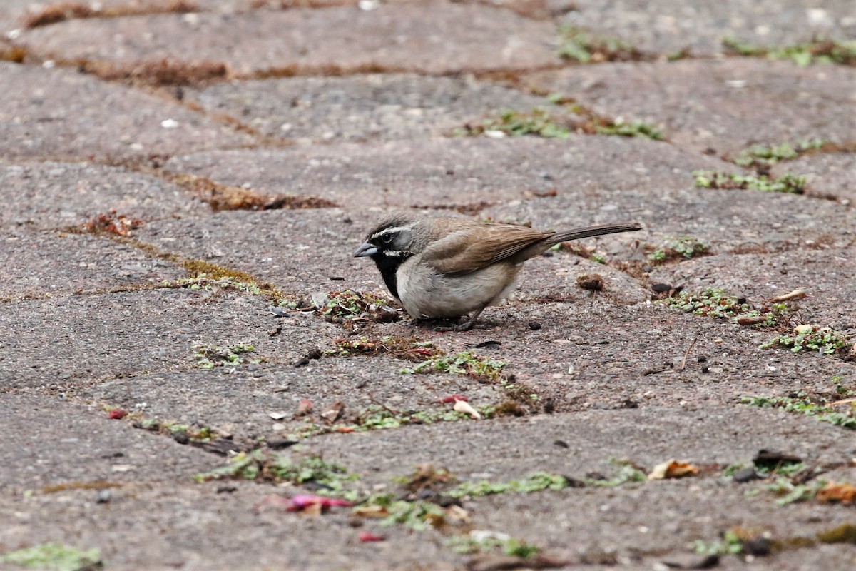 Black-throated Sparrow - ML362230711