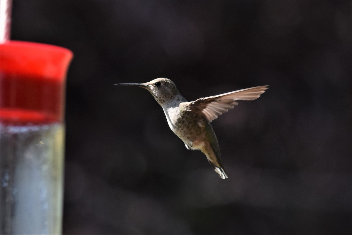 Anna's Hummingbird - ML362230801