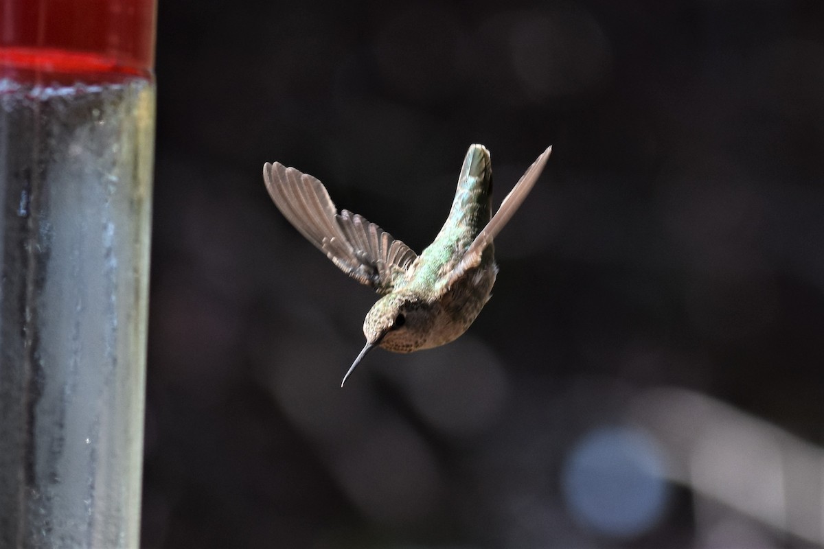 Anna's Hummingbird - ML362230991