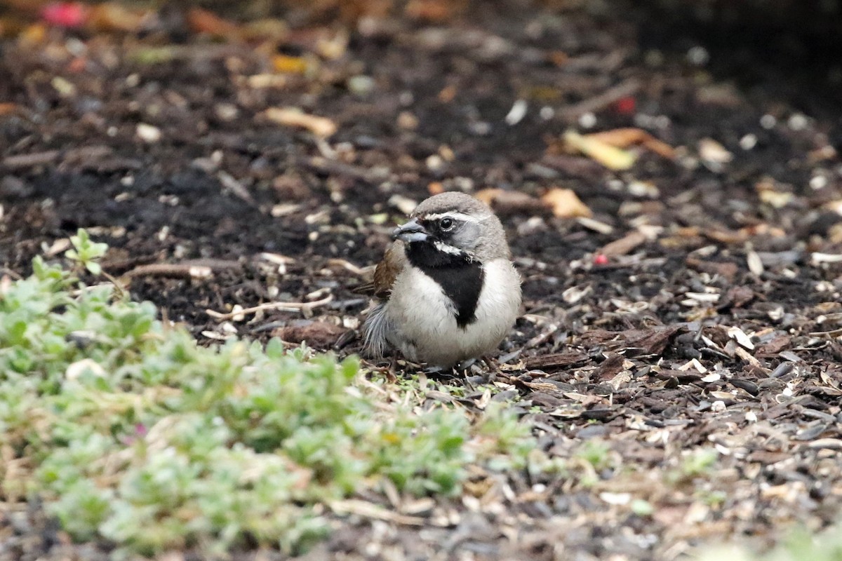 Black-throated Sparrow - ML362231131