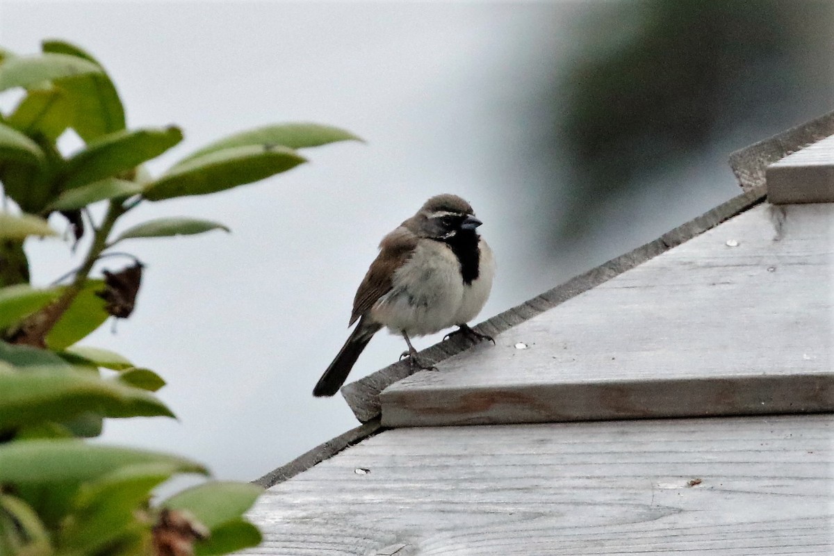 Black-throated Sparrow - ML362231261