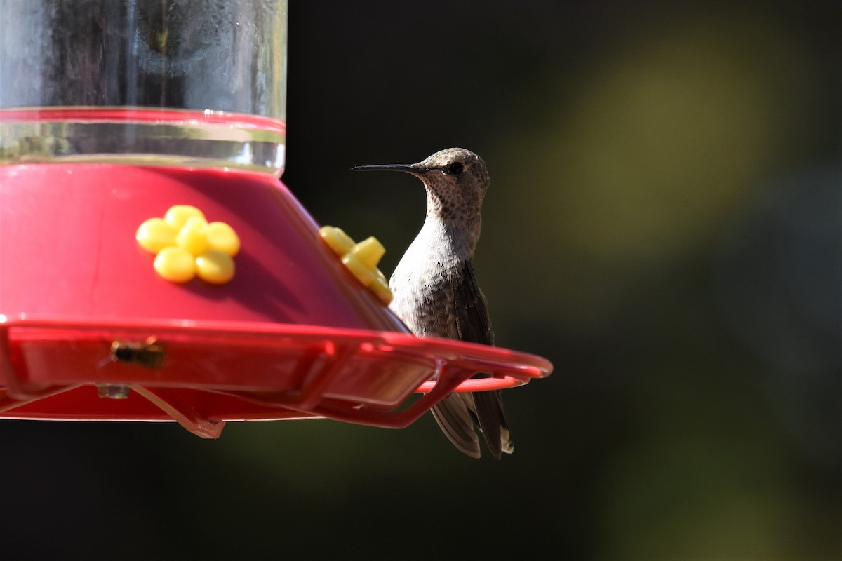 Anna's Hummingbird - ML362231611