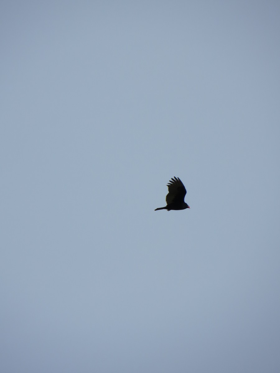 Turkey Vulture - ML36223211